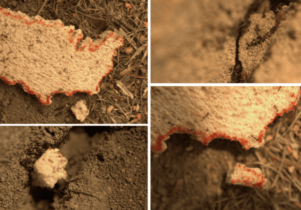 Artistas-de-la-Universidad-del-Sagrado-Corazon-regresan-a-Ida-y-Vuelta