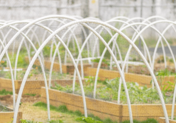 Foto-del-huerto-de-CoMesa