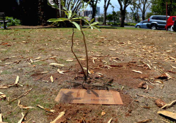 árbol de la paz 4 copy